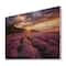 Designart - Sunrise & Dramatic Clouds Over Lavender Field IV - Farmhouse Print on Natural Pine Wood